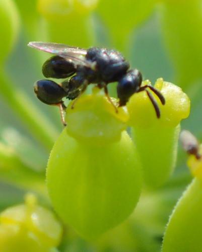 Brachymeria sp.
